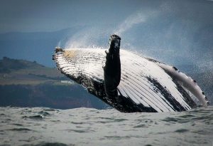 Whale Watching South Africa